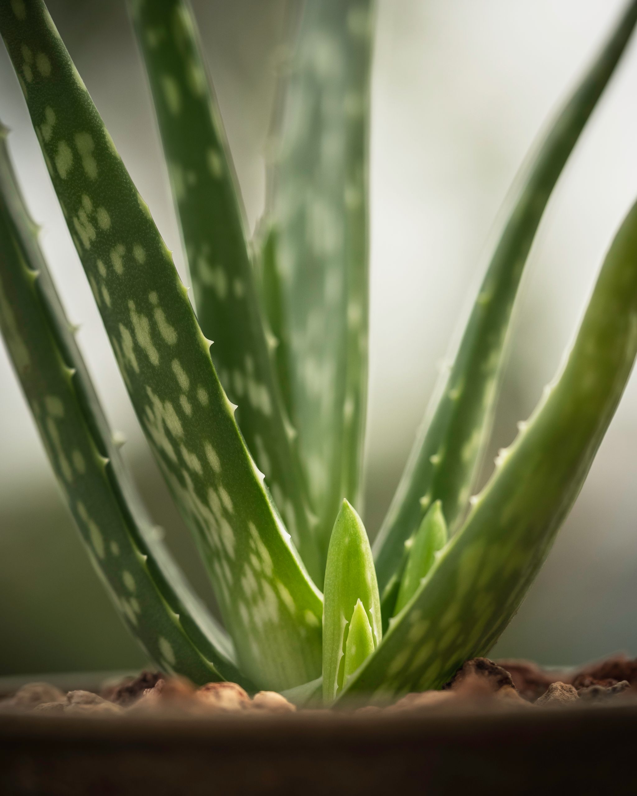Closeup Of Fresh Tropical Evergreen Aloe Vera Succulent Plant With Thorns Growing In Pot In Glasshouse 4299556 Scaled