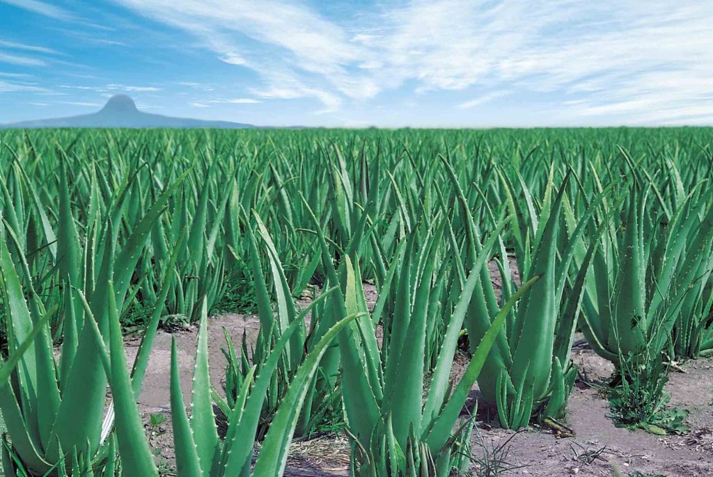 aloe veld aloe veld