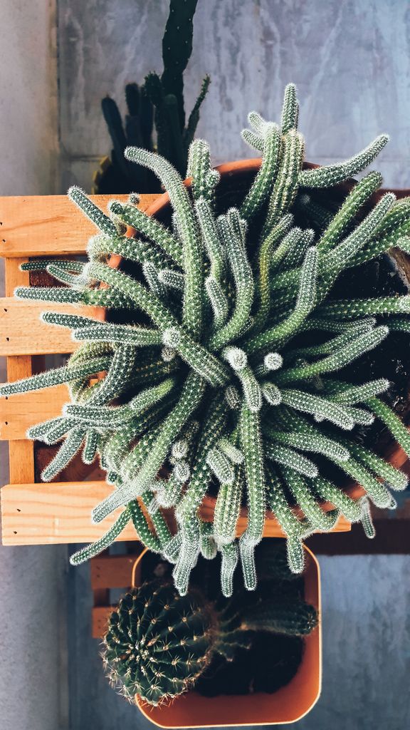foto van umut kostik Detailed top view of potted Echinopsis Chamaecereus cactus, showcasing its intricate spikes.