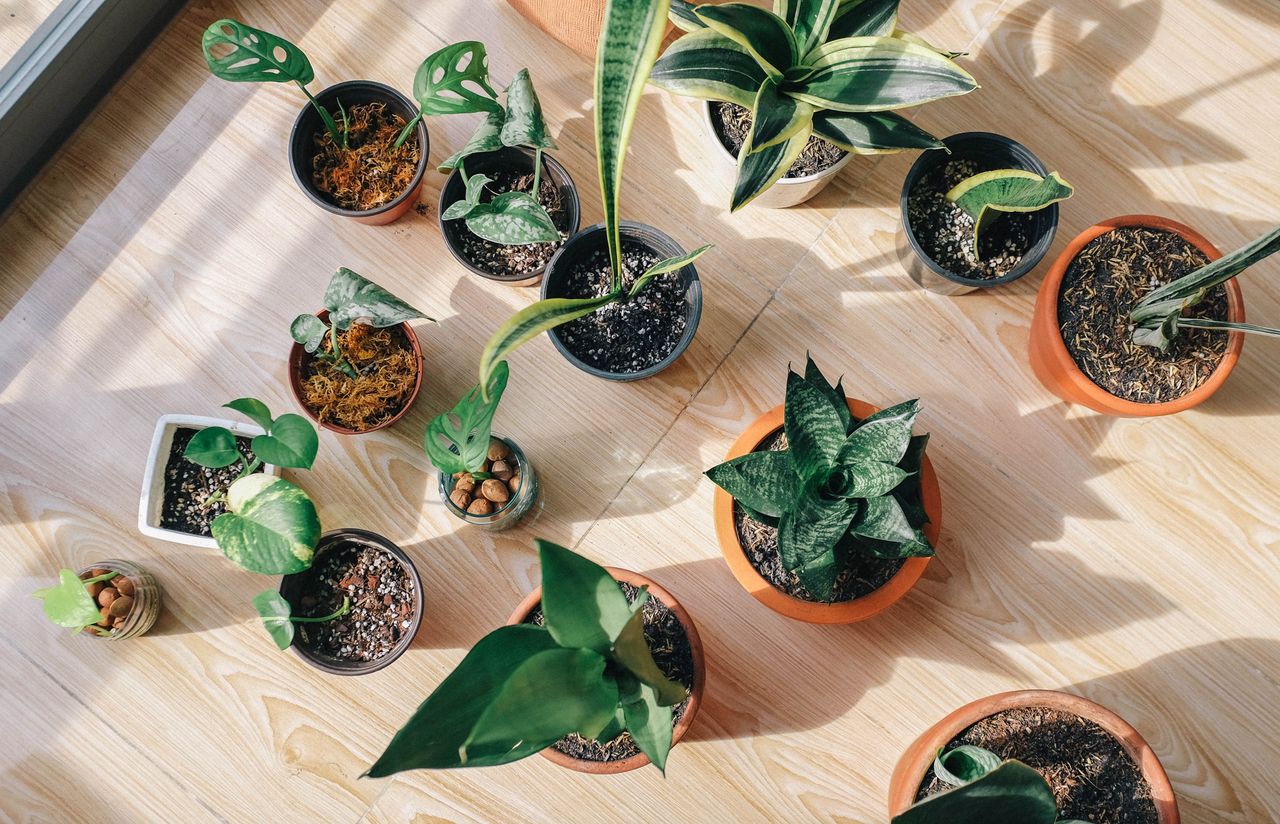 who-we-are A top view of various potted indoor plants on a sunlit wooden floor showcasing greenery and home decor.