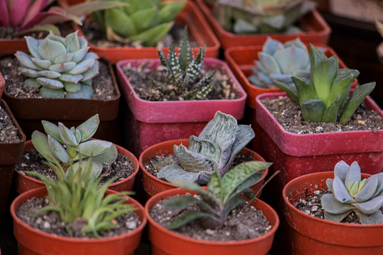 A vibrant collection of various succulents in small pots, perfect for home decor and gardening enthusiasts.