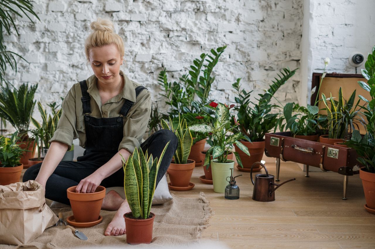 services-02 A woman arranges potted houseplants, creating an inviting indoor garden scene.