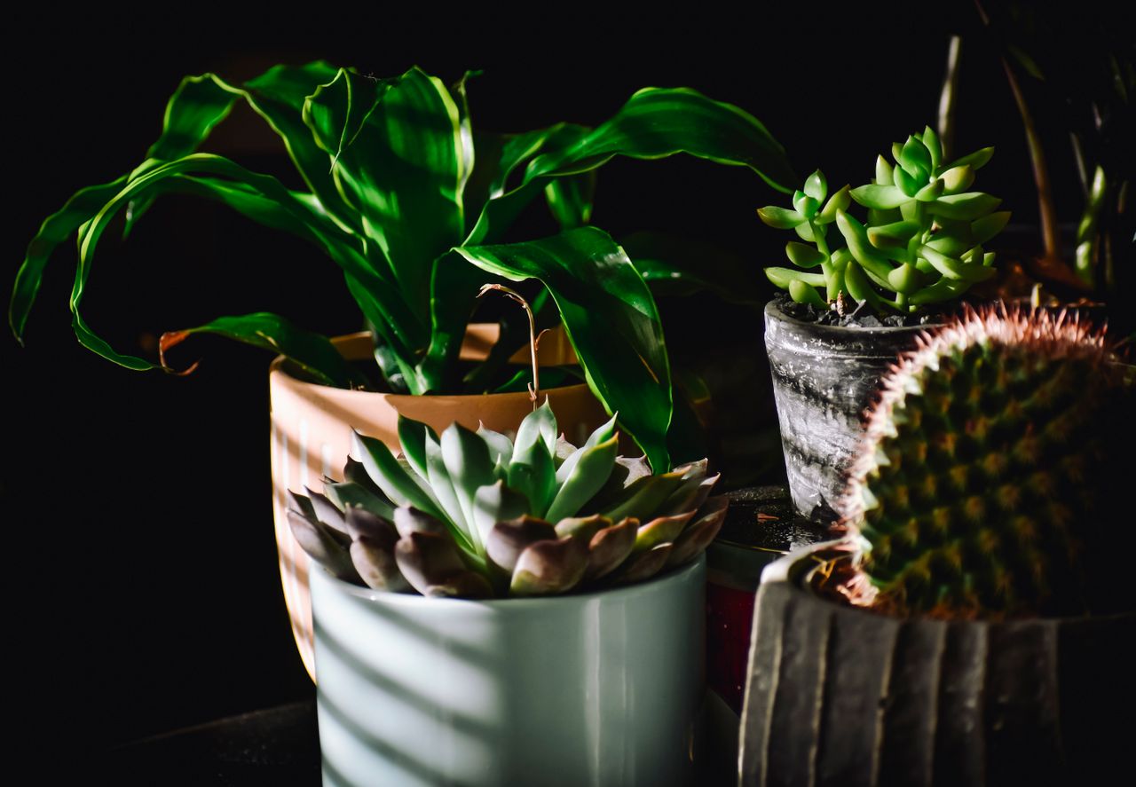services-01 A variety of succulent plants in pots, beautifully lit with shadows highlighting their textures.