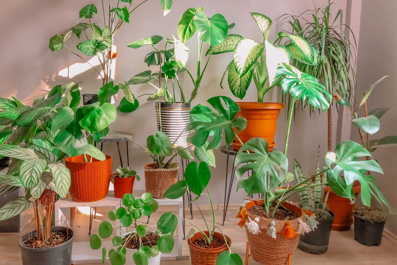 about-us Lush indoor garden filled with diverse potted houseplants in a sunlit room, creating a cozy atmosphere.
