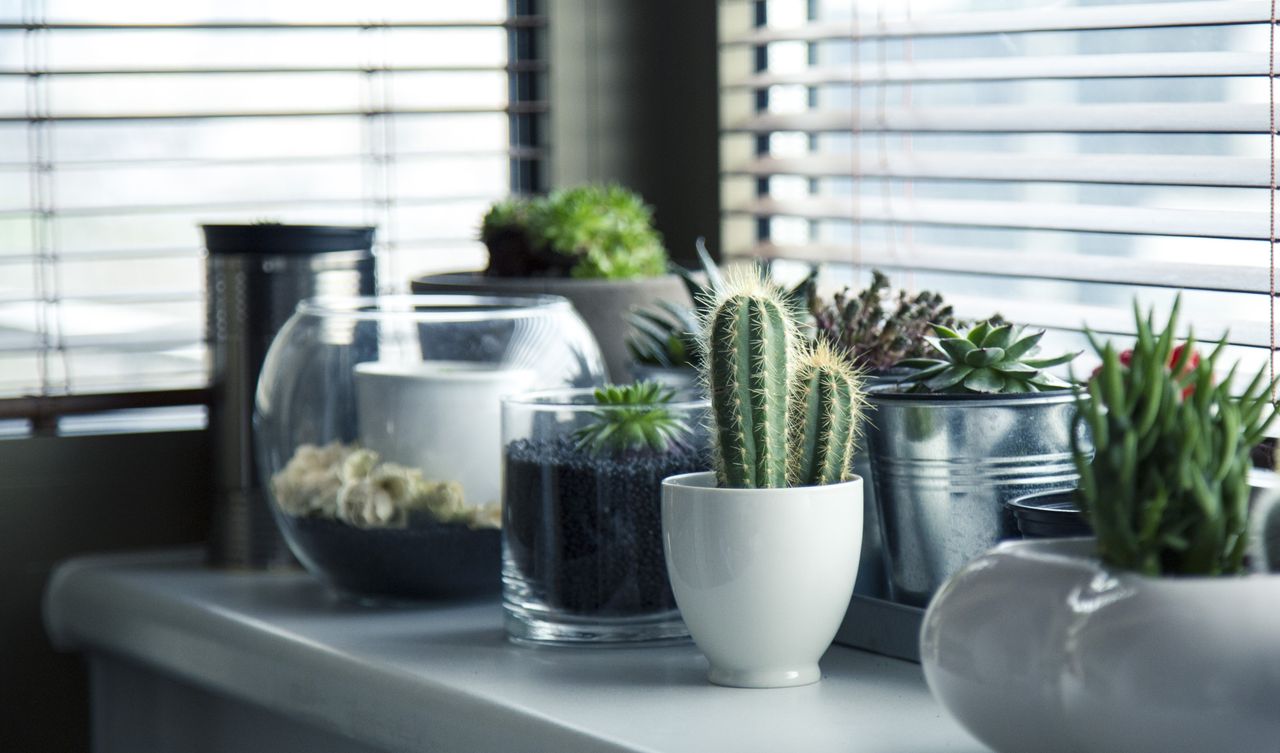 services-03 A collection of succulents and cacti in pots on a window sill, creating a tranquil indoor plant display.