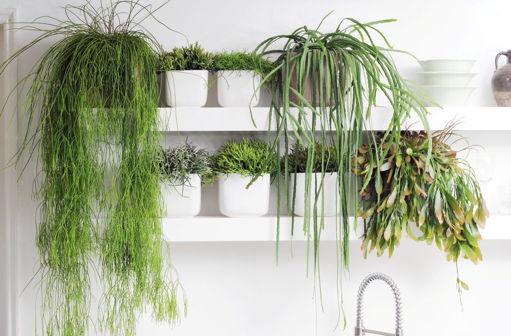 rhipsalis site 1 rhipsalis site 1